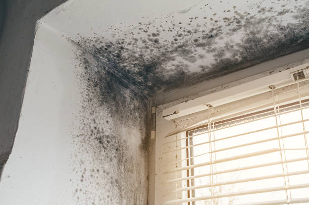 Affordable Attic Mold Remediation solutions in Gilbert, MN